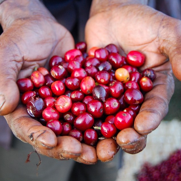 Godmother of Specialty Coffee