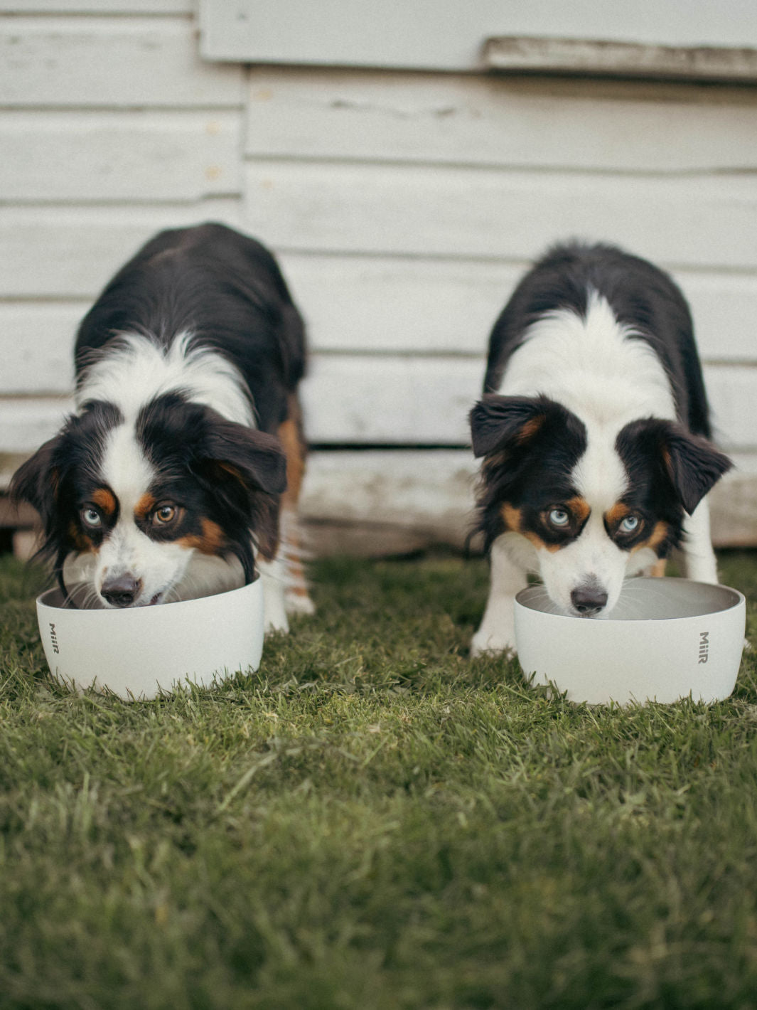 MiiR Dog Bowl (1500ml/50oz)