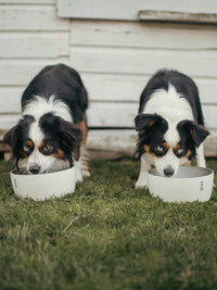 Photo of MiiR Dog Bowl (1500ml/50oz) ( ) [ MiiR ] [ Bowls ]