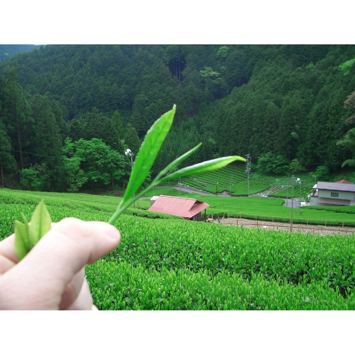 Camellia Sinensis - Matcha Uji (40g)