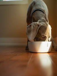 Photo of MiiR Dog Bowl (1500ml/50oz) ( ) [ MiiR ] [ Bowls ]