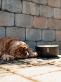 Photo of MiiR Dog Bowl (1500ml/50oz) ( ) [ MiiR ] [ Bowls ]