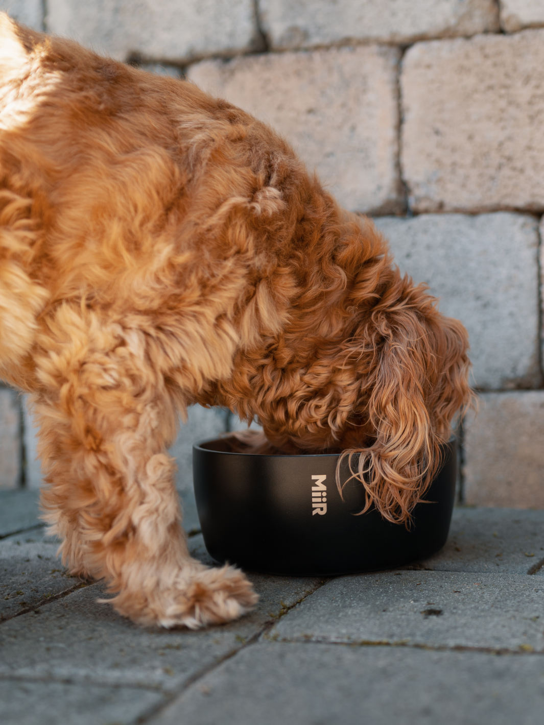 MiiR Dog Bowl (1500ml/50oz)