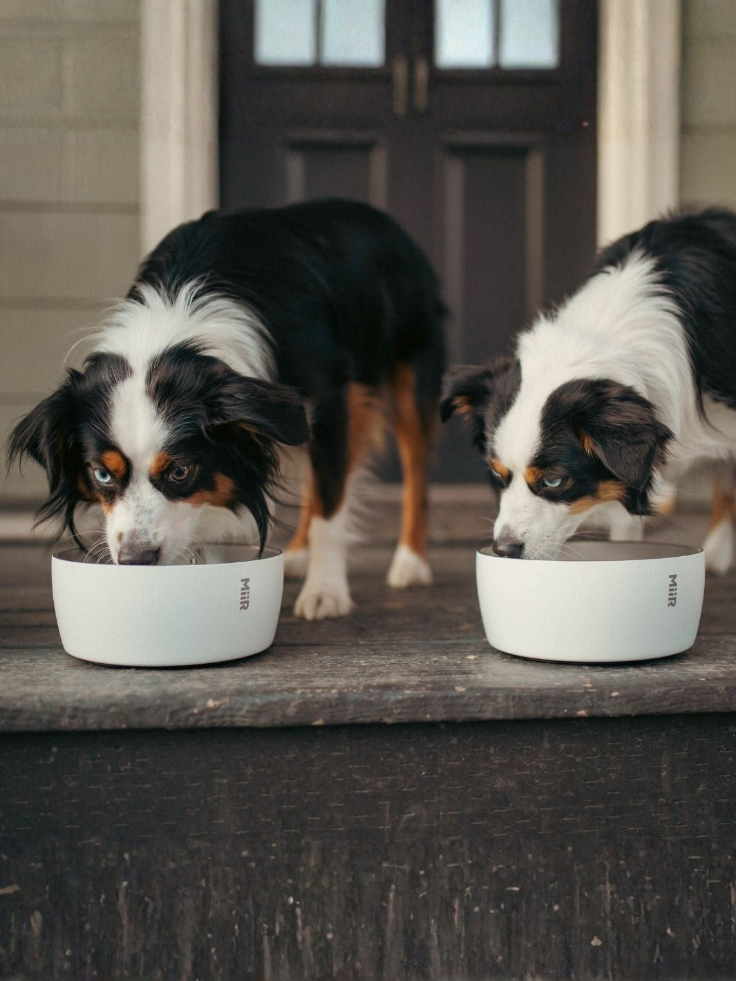 MiiR Dog Bowl (1500ml/50oz)