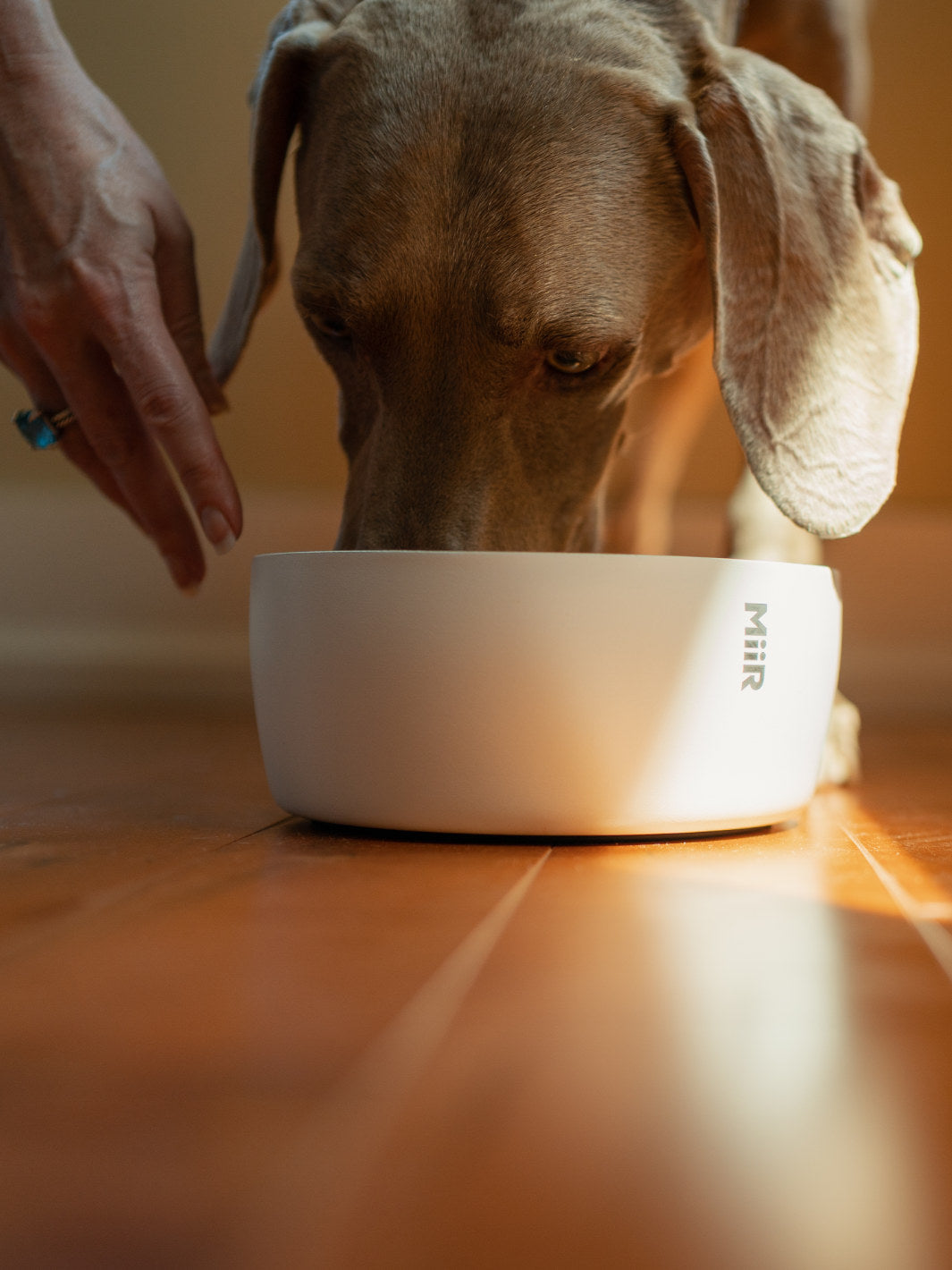 MiiR Dog Bowl (1500ml/50oz)