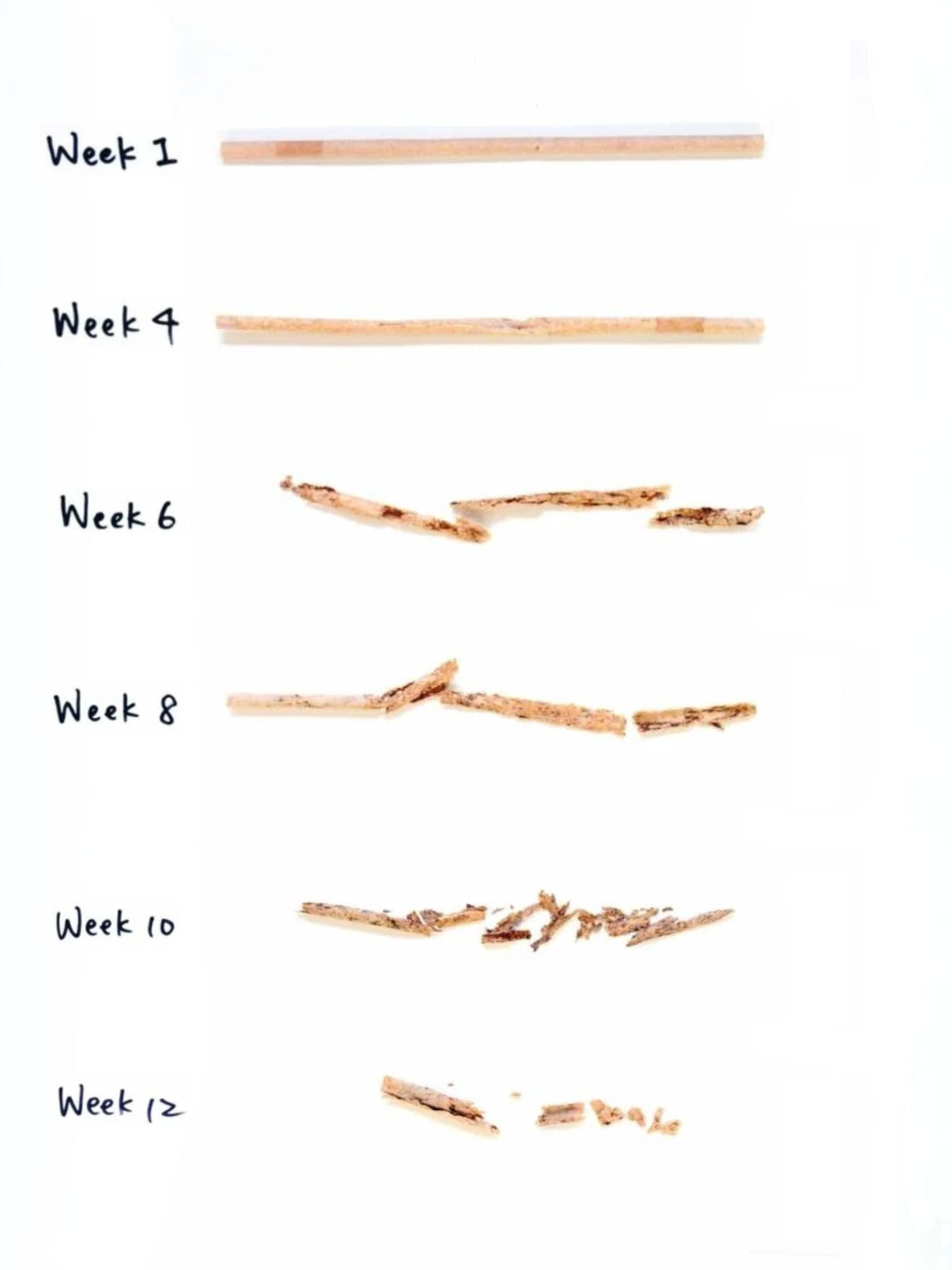 LITTLE GREEN PANDA Paper-Wrapped Home Compostable Straw (⌀6x210mm/⌀0.24x8.3in) (Straight Cut) (300-Pack)