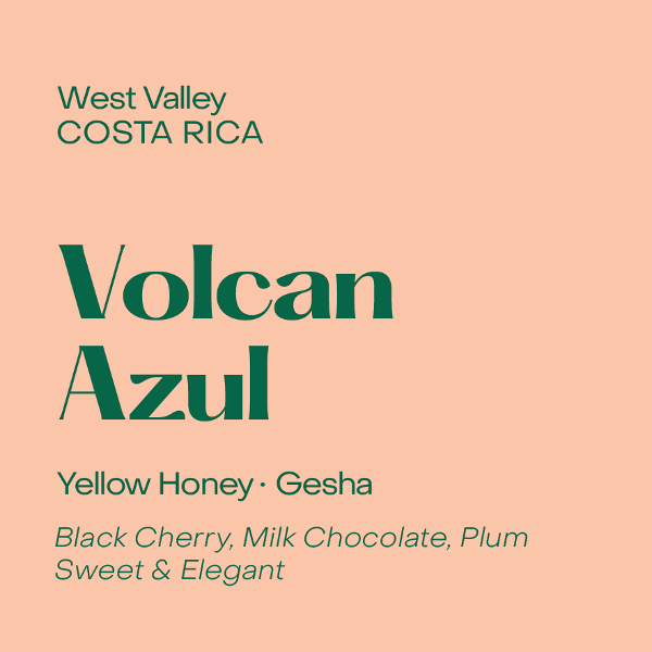 Subtext - Volcan Azul: Yellow Honey Gesha