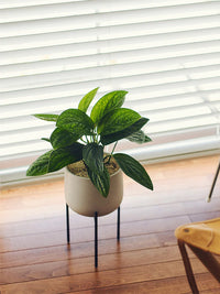 Photo of KINTO PLANT POT 211 (135mm/5.4in) ( ) [ KINTO ] [ Plant Pots ]