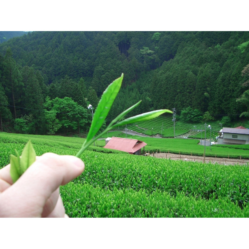 Photo of Camellia Sinensis - Matcha Uji(40g) ( ) [ Camellia Sinensis ] [ Tea ]